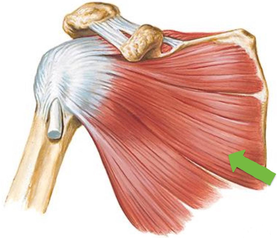 <p>Subscapularis (RTC)</p>