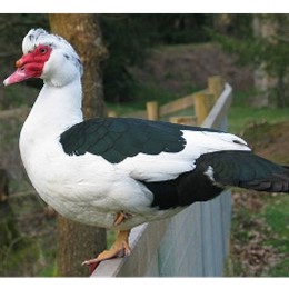 <p>Muscovy duck</p>