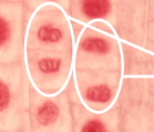<p>The final stage of mitosis where sister chromatids reach the opposite poles, the nuclear envelope re-forms around each set of chromosomes, and the chromosomes begin to de-condense back into chromatin. </p>