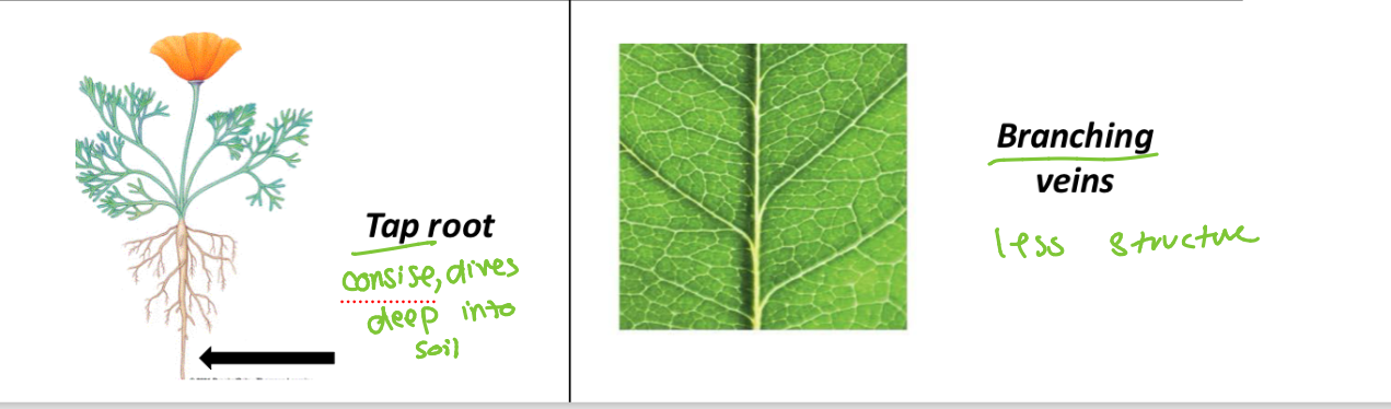 <p>is this mono or dicot plants</p>