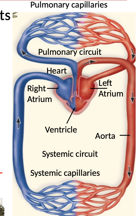 <p>Double loop amphibians (2 circuits) in vertebrates circulatory pathway </p>