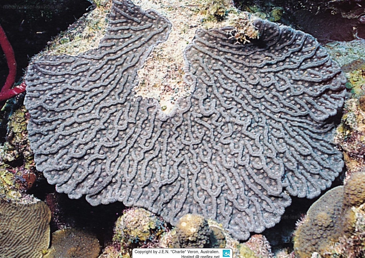 <p>Large cactus coral (<em>Mycetophyllia</em>)</p>