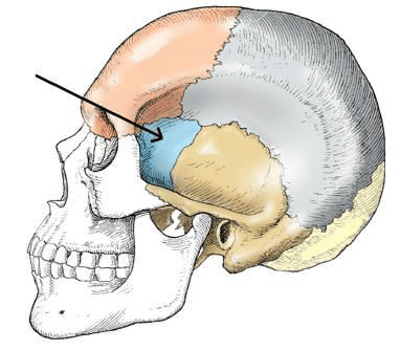 <p>d. sphenoid.</p>