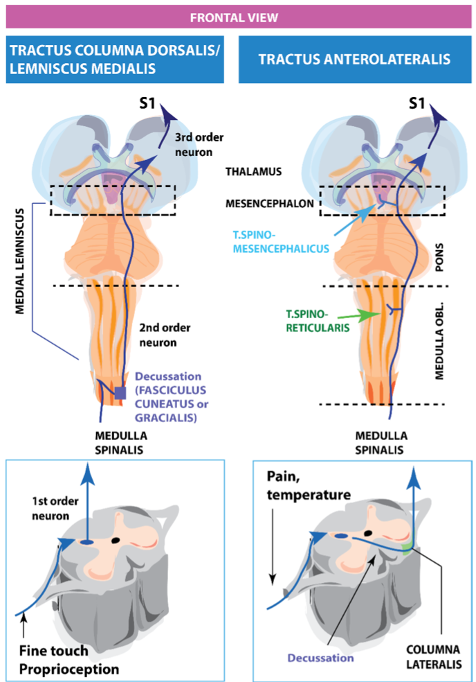 <ol><li><p>it sends this info ipsilateral to the pyramid, where there are synapses in 2 structures: fasciculus cuneatus &amp; gracialis + decussate (structure in contralateral thalamus).</p></li><li><p>Then from the thalamus 3rd order neurons send info to S1 and pals</p></li></ol>