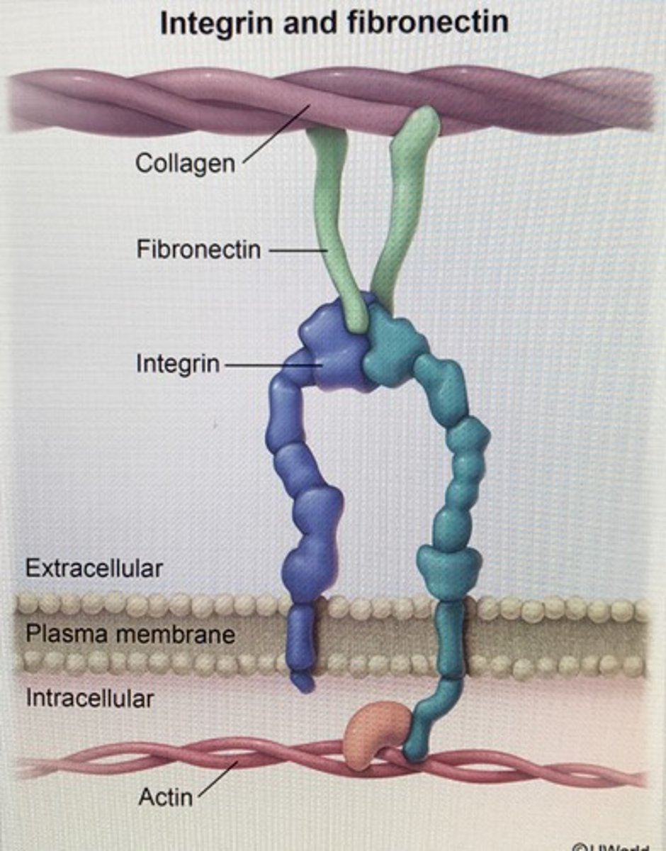 <p>a noncollagen glycoprotein with many binding sites that helps organize the ECM</p>