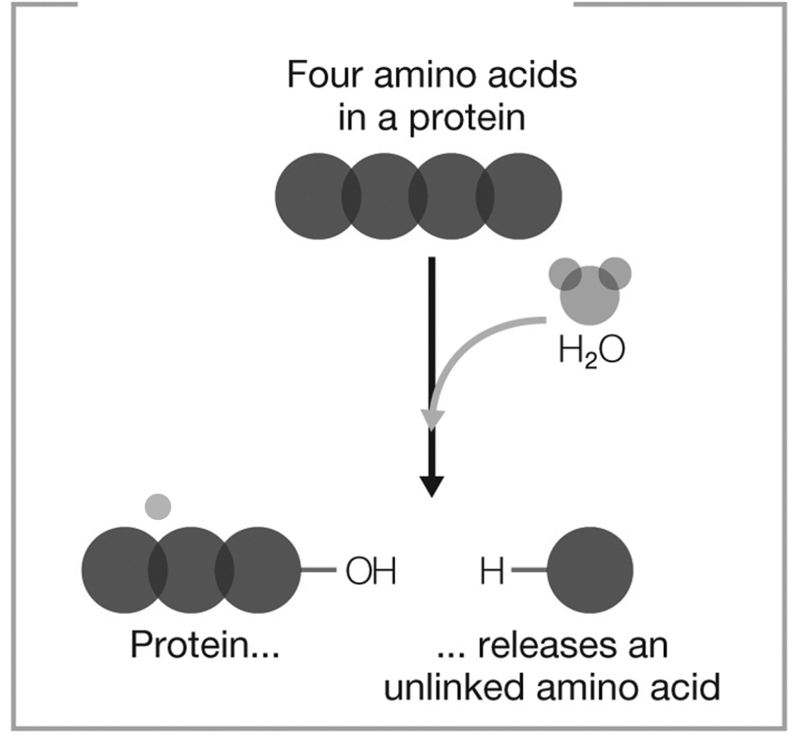 <p><span>What type of reaction does the figure show?</span></p>