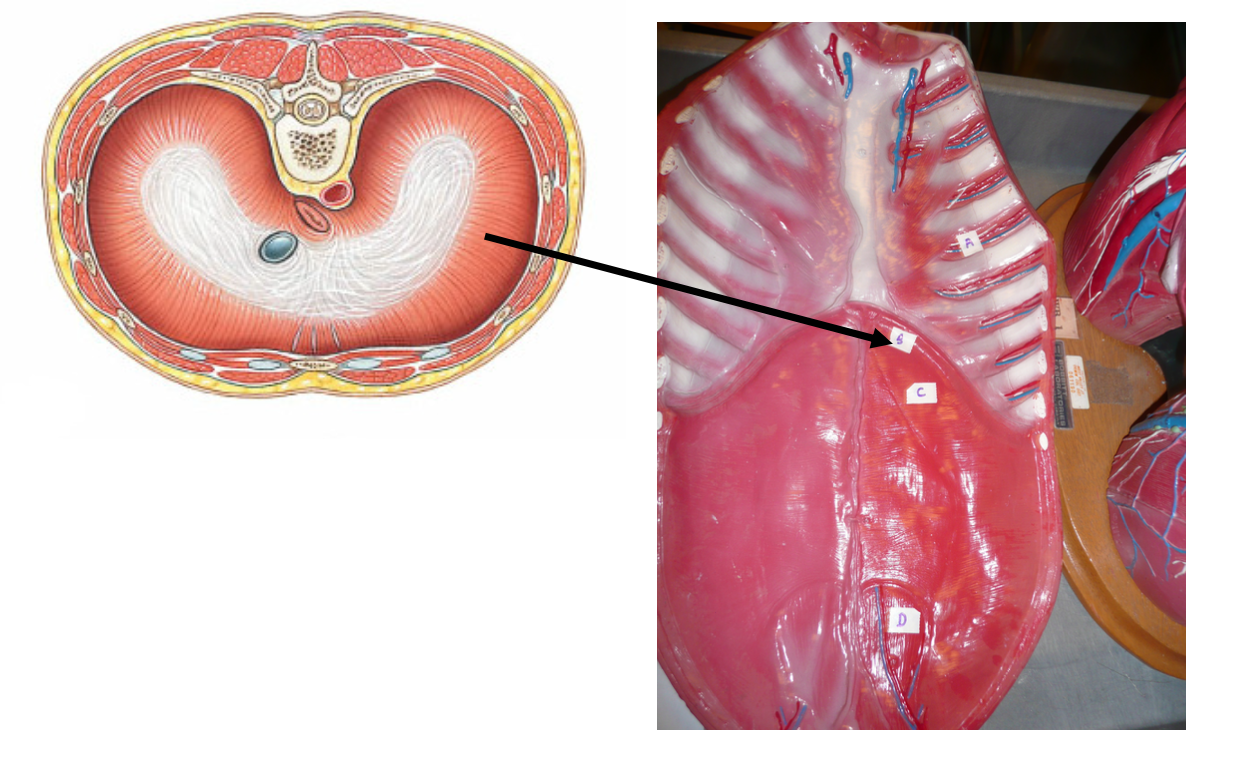 <p>The muscle labeled B separates the ____ cavity from the ____ cavity.</p><p></p><p>A. Abdominal, pelvic</p><p>B. Dorsal, ventral</p><p>C. Thoracic, abdominopelvic</p><p>D. Pleural, pericardial</p>