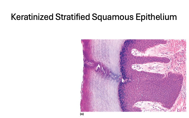 <p>location of <span style="font-family: &quot;Aptos Display&quot;">Keratinized Stratified Squamous Epithelium</span></p>