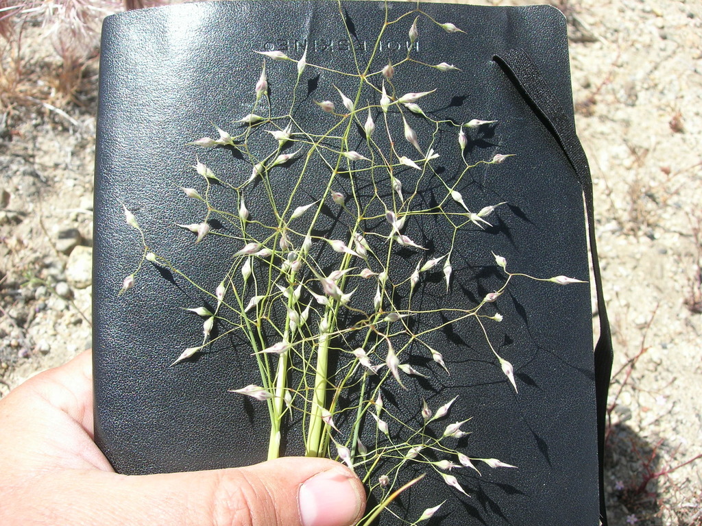 <p>What is this plant’s scientific name?</p>