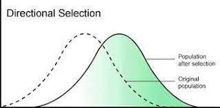 <p>occurs when individuals with traits on one side of the mean in their population survive better or reproduce more than those on the other</p>