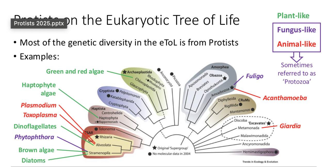 <p>dotted line we aren’t sure where to group</p><p>these are all types of eukaryotes</p>