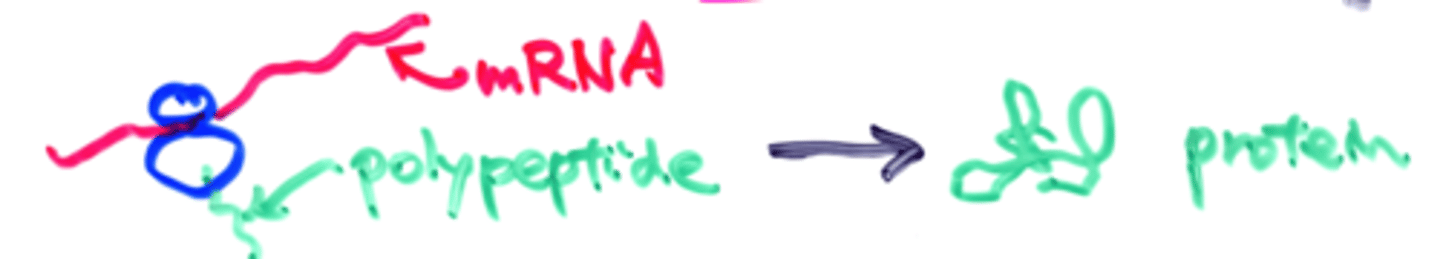 <p>ribosomes are isolated and translation occurs without microsomes</p>