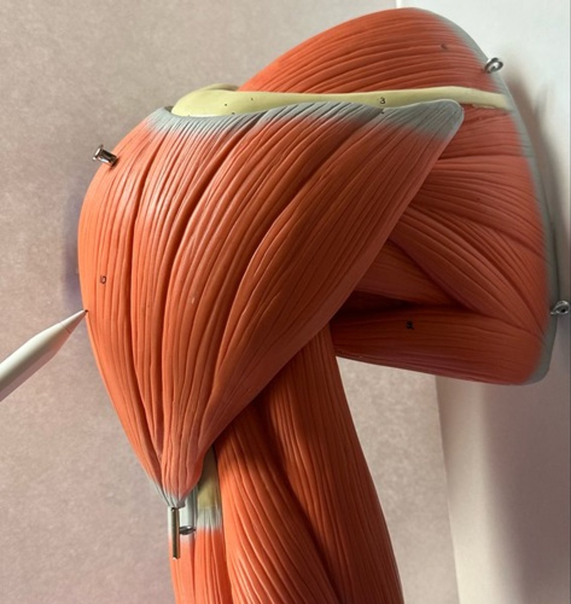 <p>What are the (3) attachments of the Deltoid?</p>