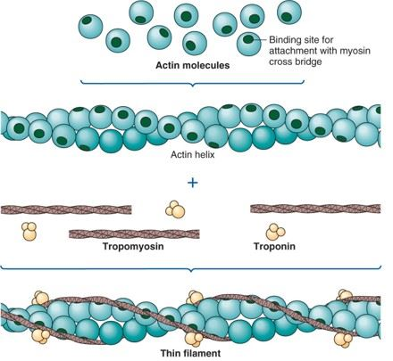 <p>F: actin, tropomyosin, troponin (main structral compenent is actin)</p>