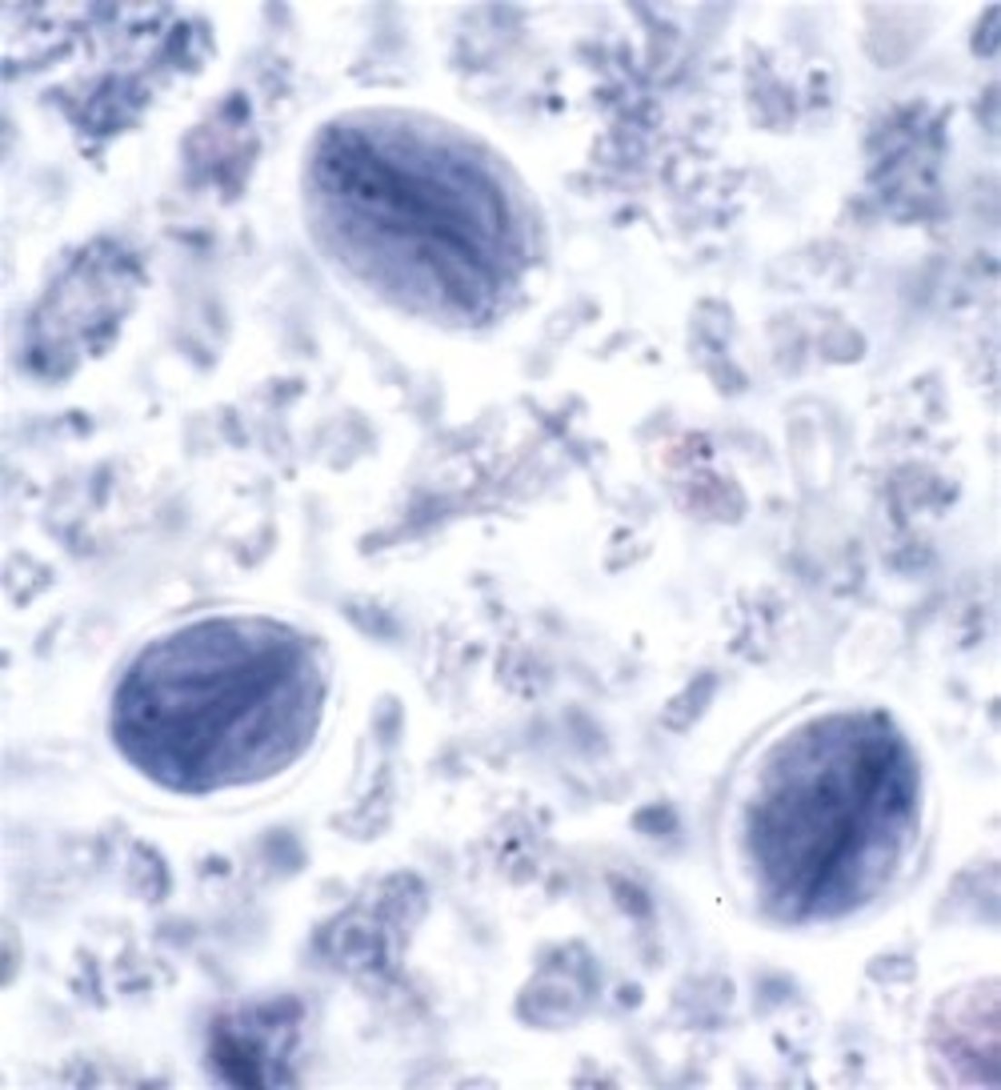 <p>- methylene blue (blue or purple look)</p><p>- four nuclei</p><p>- circular shape</p><p>- transparent circle around the blue circle</p>