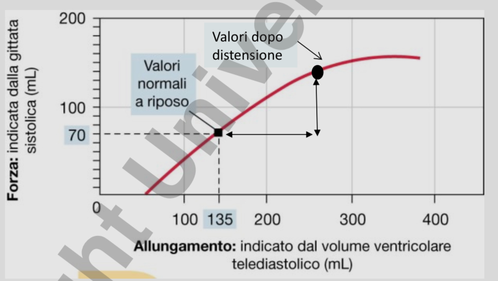 <p>maggiore è la quantità di sangue nei ventricoli → maggiore è lo stiramento del miocardio (<strong>precario</strong>) → maggiore è l’itnerdigitazione dei filamenti di actina e miosina → aumenta la forza di contrazione → aumento della quantità di sangue pompata</p><ul><li><p><strong><u>cuore può adattarsi a variazioni del flusso venoso di ritorno</u></strong></p></li></ul>