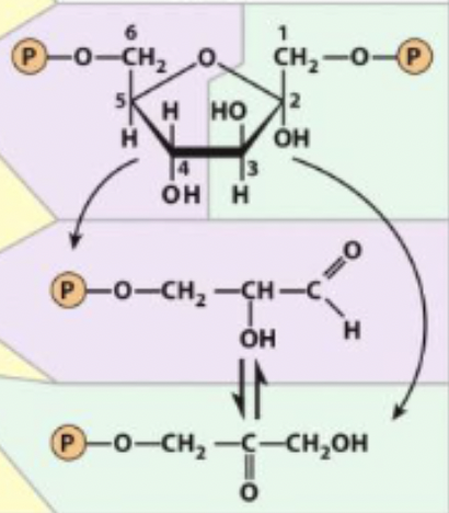 <p>Fructose 1,6-biphosphate ←→ Dihydroxyacetone phosphate + glyceraldehyde 3-phosphate</p><p>enzyme and step</p>