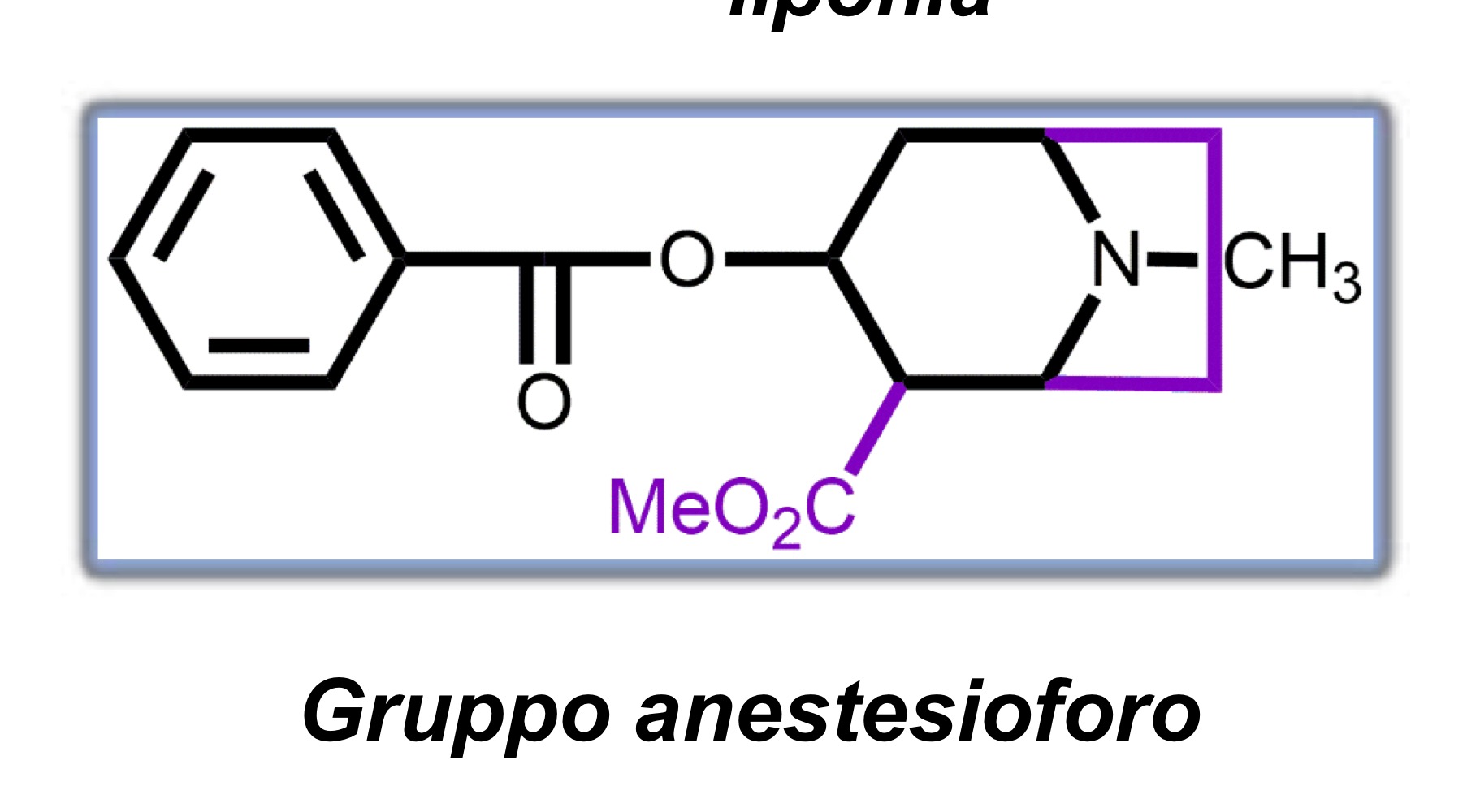 <p>Farmacoforo anestetico della cocaina</p>