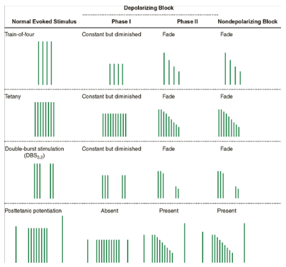 <ul><li><p><span>Dose Related DEC in intensity of contraction in response to a single twitch</span></p></li><li><p><span>DEC Amplitude but sustained response to continuous stimulation </span><strong><span>[NO FADE]</span></strong></p></li><li><p><span>TOF ratio &gt; 0.7 or No fade</span></p></li><li><p><strong><span>Absence of posttetanic facilitation</span></strong></p></li><li><p><span>Fasciculations</span></p></li><li><p><span>Augmentation of block by anticholinesterase (AChase) drugs</span></p></li></ul>
