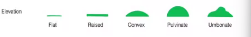 <ul><li><p>Flat</p></li><li><p>Raised</p></li><li><p>Convex</p></li><li><p>Pulvinate</p></li><li><p>Umbonate.</p></li></ul><p></p>