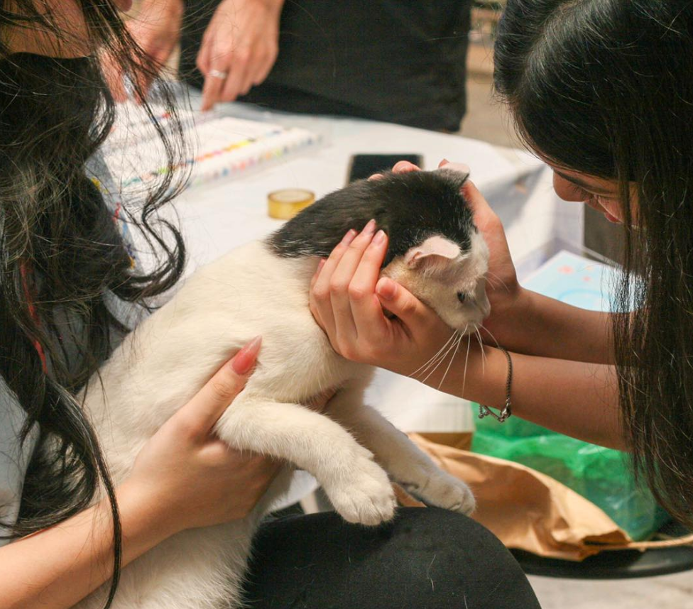 <p>adopt</p>