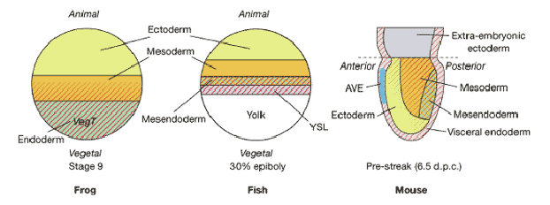 <p><span style="color: rgb(0, 0, 0);"><span>1. Ectoderm- skin & nervous system</span></span><span style="color: rgb(0, 0, 0);"><br></span><span style="color: rgb(0, 0, 0);"><span>2. Mesoderm- musculoskeletal, vasculature, reproductive & excretory systems</span></span><span style="color: rgb(0, 0, 0);"><br></span><span style="color: rgb(0, 0, 0);"><span>3. Endoderm- gut, lungs, liver, thyroid</span></span></p>