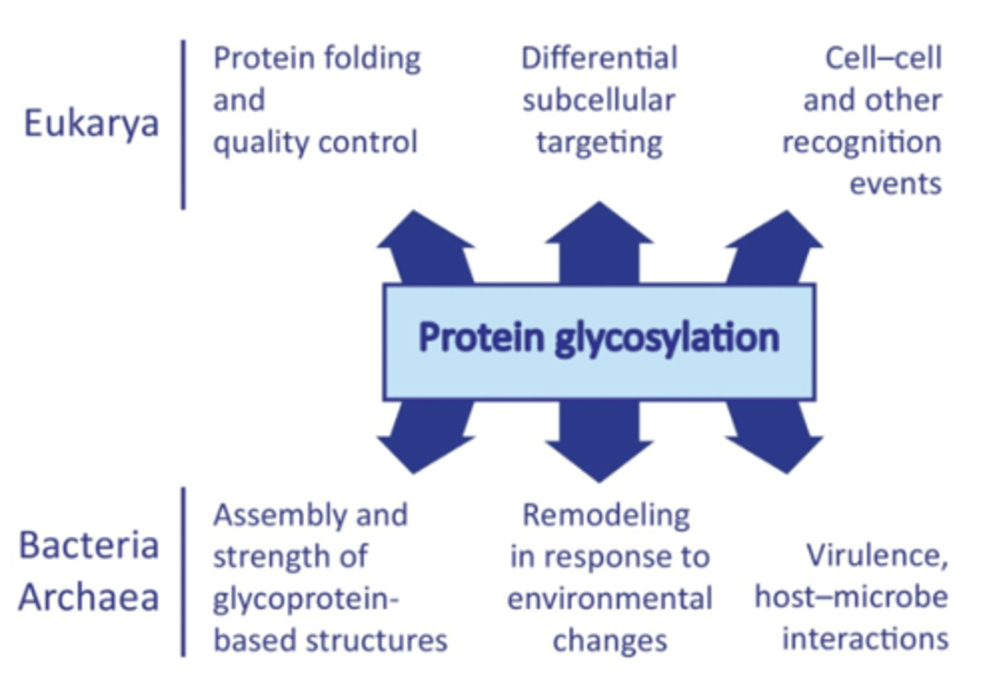 <p>enzyme mediated modification</p>