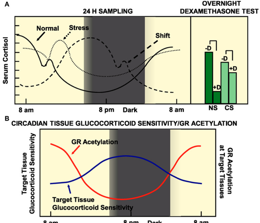 <ul><li><p><span><em><span>Glucocorticoids naturally follow a circadian rhythm, with levels peaking during the day and reaching their lowest point at night. This makes timing an important factor in treatment, as both the effectiveness of the drug and the likelihood of side effects can vary depending on when it is taken (important in personalized medicine).</span></em></span></p></li><li><p><span><em><span>In autoimmune patients, inflammation often worsens at night when glucocorticoid levels drop. Also,  at these low points, the body is more sensitive to the effects of the drug (at high points, we are more resistant).</span></em></span></p></li></ul><p></p>