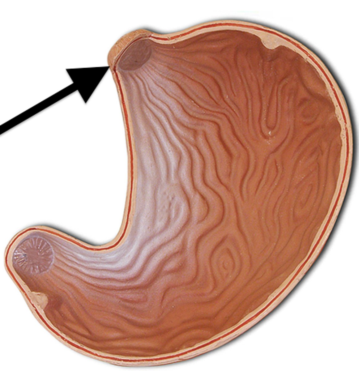 <p>Muscle that is contracted when not swallowing, allowing airflow through the trachea.</p>