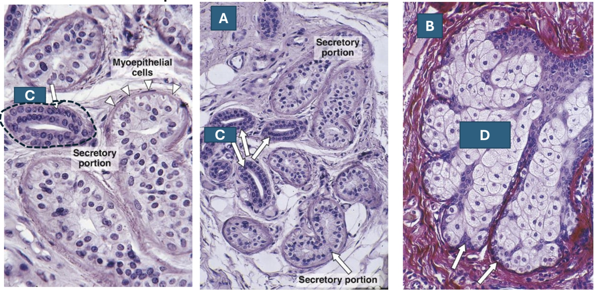 <p>A. Classify the gland, B. Classify the gland, C. Name the labeled part, D. Name the mode of secretion </p>