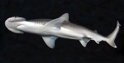 <p>How can we differentiate this shark from the other present in the lab?</p>