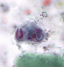 <p>Professor: Dr. Glena Fe A. Yapchulay-Alcabasa</p>