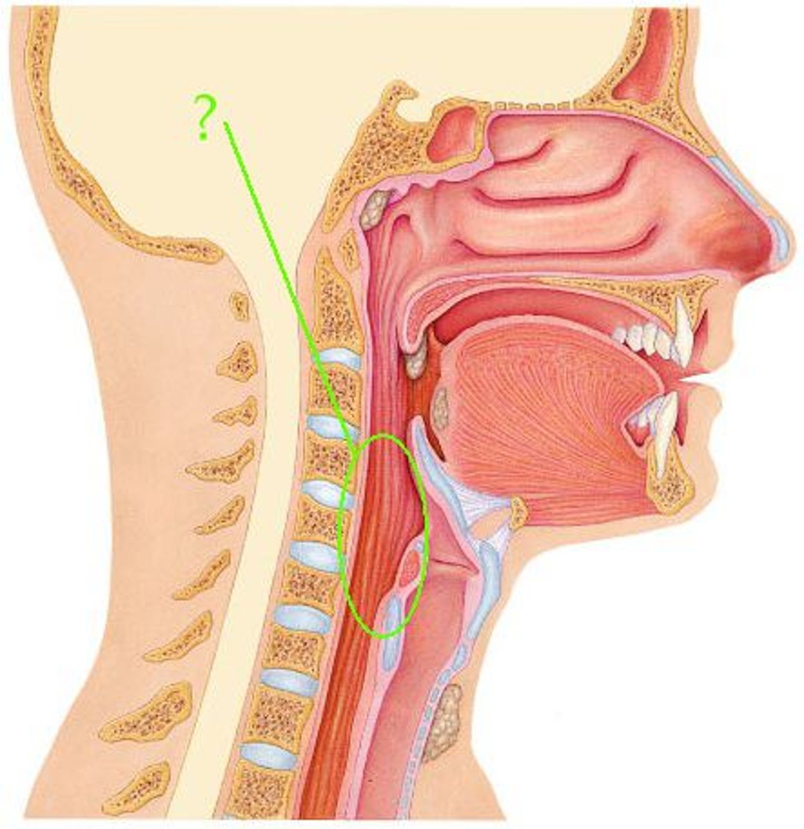 <p>Identify the indicated region.</p>