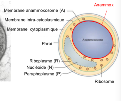 <p><span style="font-family: ArialMT">Bactérie ancestrale ayant intégré une archae ?4</span></p>