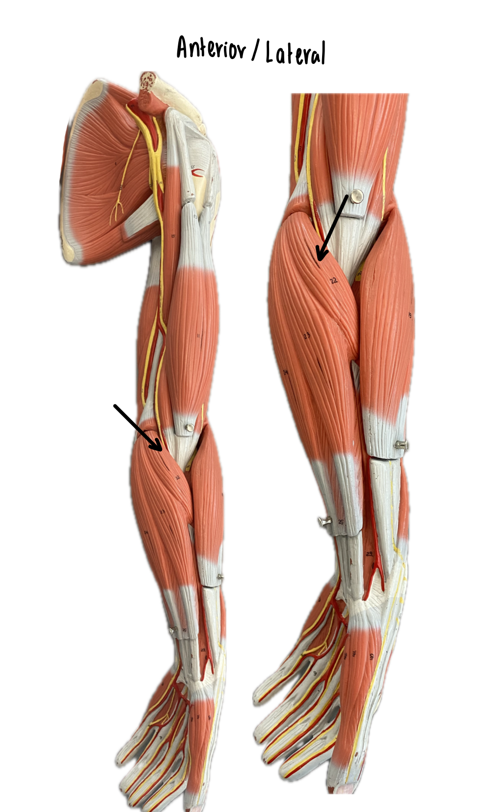 knowt flashcard image