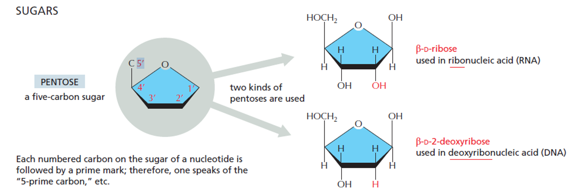 <p>Ribose has hydroxyl at C2 position, but there is just H in DNA</p>