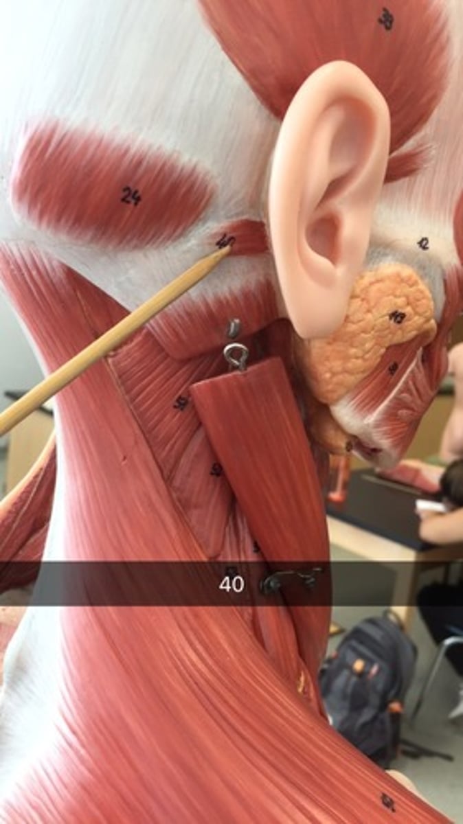 <p>furthest back muscle connected to the ear</p>