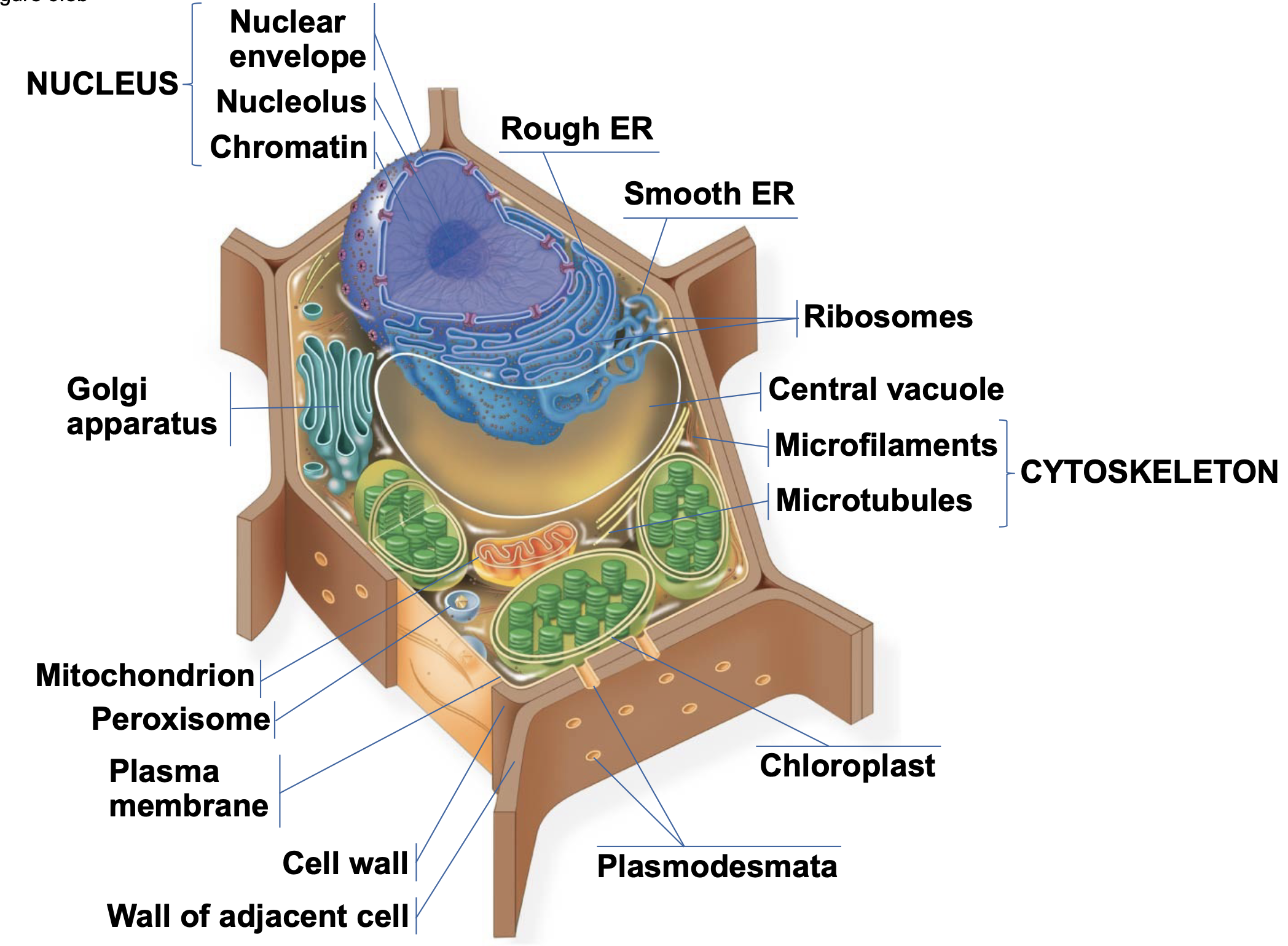 .Some have flagella or cilia \n .Some have cell walls (plants, fungi, some protists, but not animals)