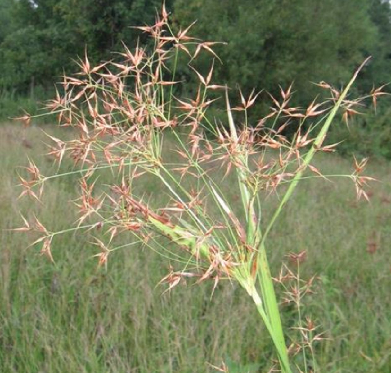 <p>native<br>sedge<br>no wildlife use</p>