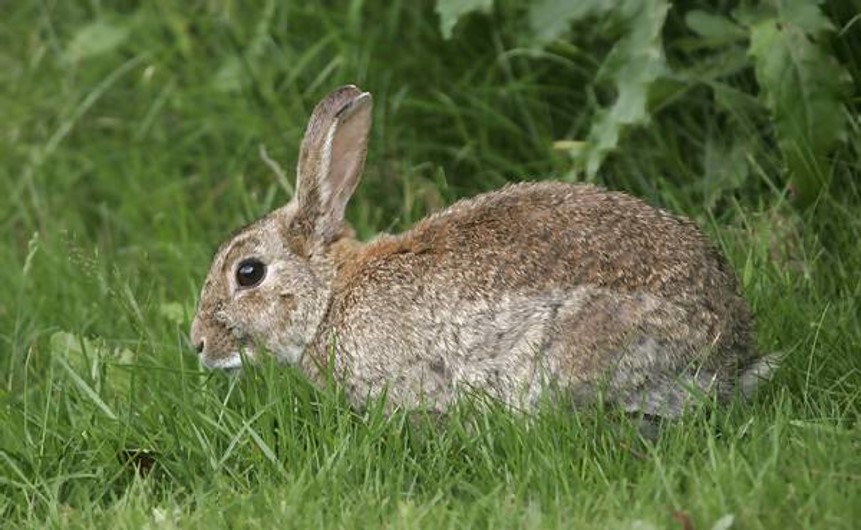 <p>zařaď živočicha do systému</p><p>Třída - řád - čeleď - druh čeština (latina)</p>