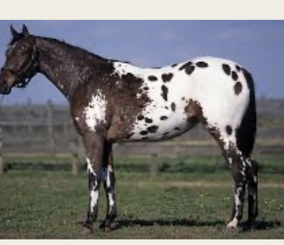 <p>Appaloosa</p>