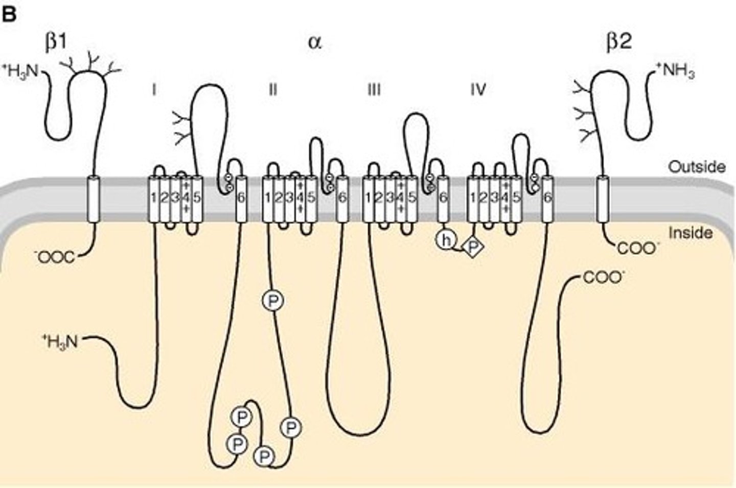 <p>They form the central core of the ion channel.</p>