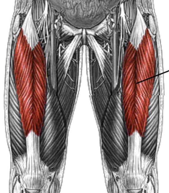<p>Which muscle of the leg/knee is:</p><ul><li><p>Attached from pelvis to kneecap, most superficial</p></li><li><p>Action: ext knee, flex hip</p></li><li><p>Nerve: femoral</p></li></ul><p></p>