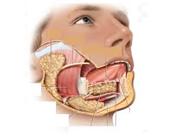 <p><span>what extrinsic gland lies along inferior tongue</span></p>