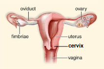 <p>Ovaries </p><p>Uterus</p><p>Cervix</p><p>Vagina </p><p>Clitoris</p>