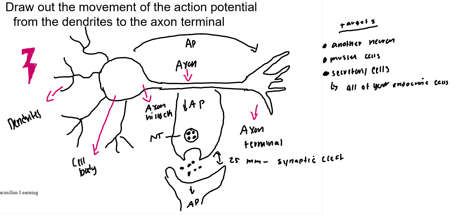 <p>Possible targets are another neuron, muscle cells, and secretory cells (all of your endocrine cells).</p>