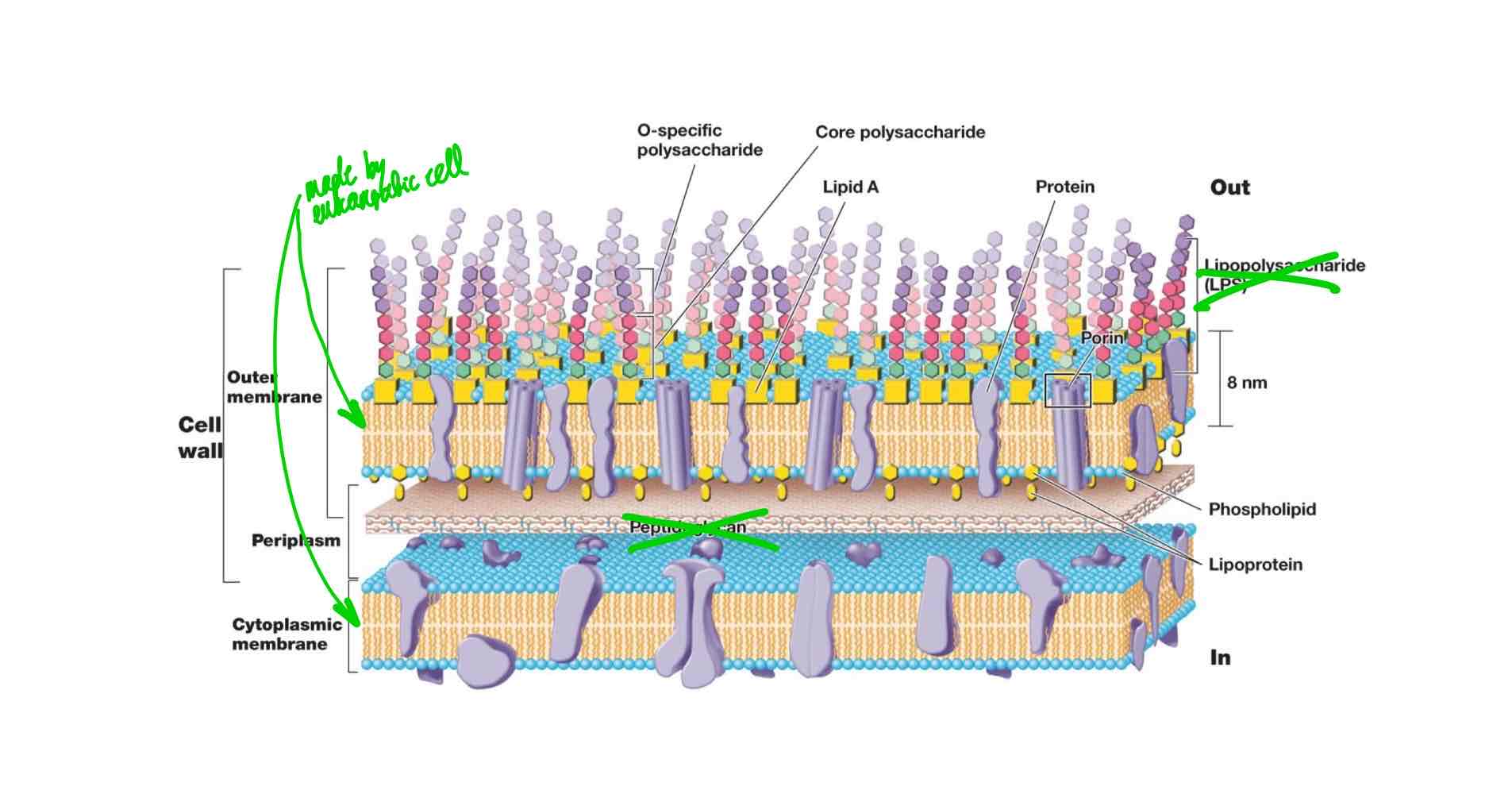 <ul><li><p>The organelles do not have peptidoglycan. Because they are safe in the osmotically balanced cytoplasm, they don’t need a rigid layer to avoid lysis.</p></li><li><p>The phospholipids of organelles are made by the eukaryotic cell, and not by the organelles themselves.</p></li><li><p>The outer membrane of organelles do not have lipopolysaccharide.</p></li><li><p>There organelles have less genetic info than bacteria. Over time, the genetic information transferred from the endosymbiont to nucleus. Only a few relic genes are in the organelle’s DNA.</p></li></ul>