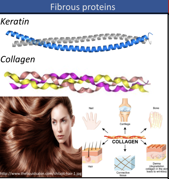 <p>tube-like, structural protein (ex. keratin, collagen)</p>