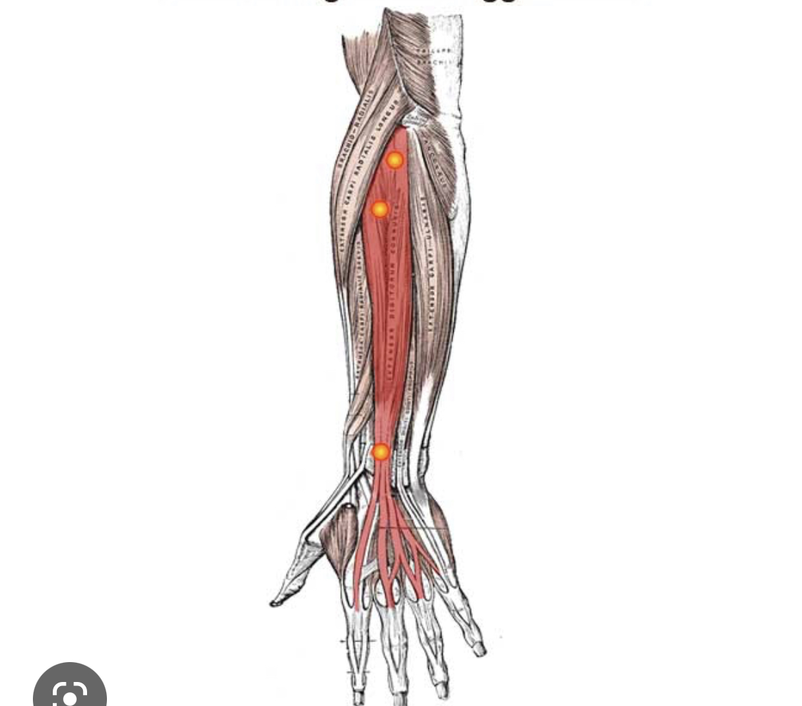 Name the muscle