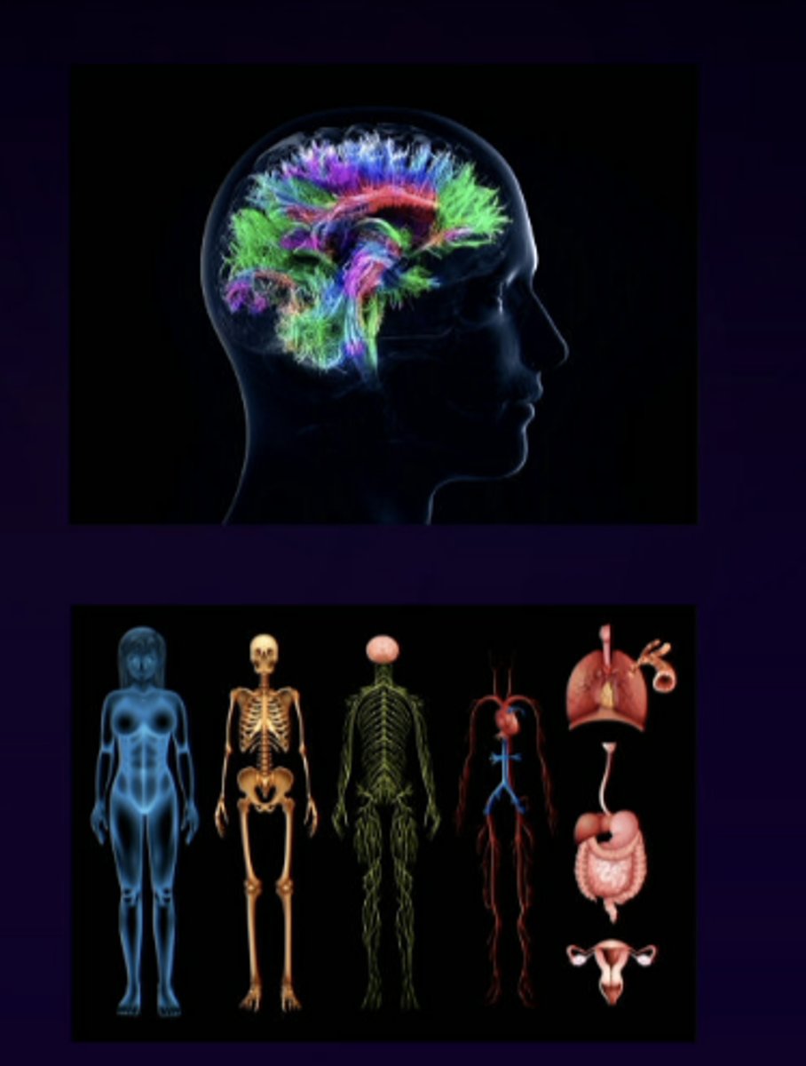 <p>one of the most important parts of the brain, specifically important for concept of coordinating brain and body (psychological response to stimulus is in line with somatic response)</p>